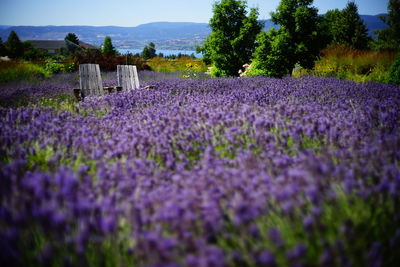 Purple flowering plants on field