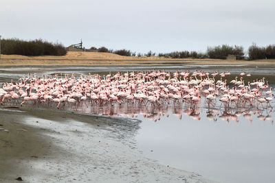 Flock of birds in a lake