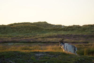 Dog on field against sky during sunset