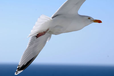 Low angle view of seagull flying