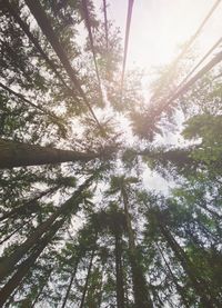 Low angle view of trees in forest against sky