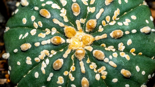 Close-up of coral on plant