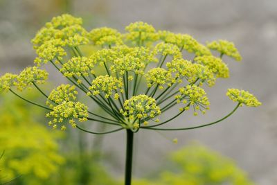 Close-up of yellow flowers growing in park