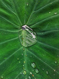 Close-up of raindrops on leaves