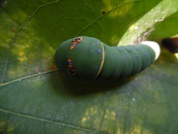 Close-up of plant