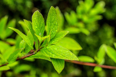 Close-up of wet plant leaves