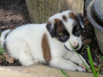 Portrait of cute puppy relaxing on field