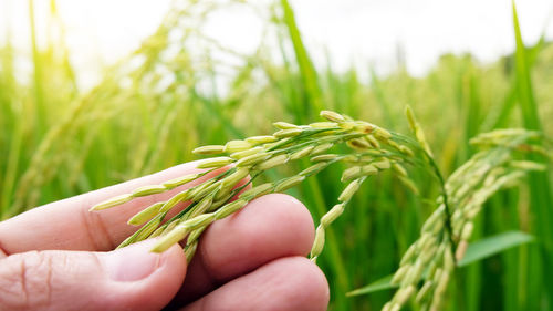 Close-up of hand holding wheat growing on field