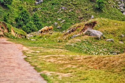 View of sheep on landscape