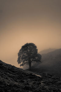 Tree on field against sky during sunset