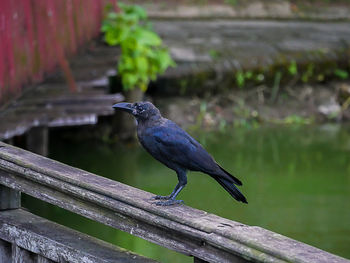 Close-up of bird perching on wood
