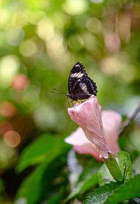 Close-up of butterfly on pink flower