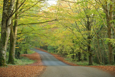Road amidst trees in forest during autumn