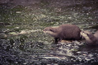 Otters by river