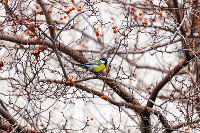 Low angle view of bird perching on tree