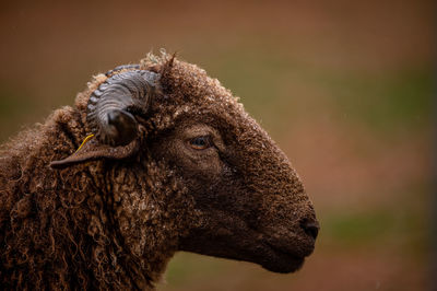 Close-up of goat