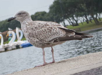 Close-up of bird on retaining wall