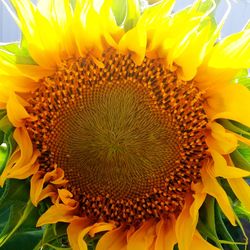 Close-up of sunflower