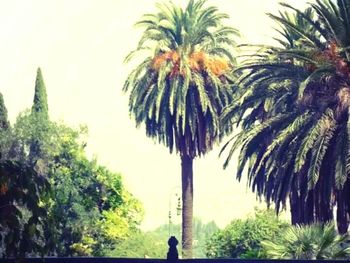 Low angle view of palm trees