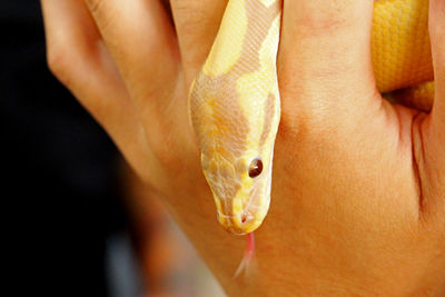 Close-up of human hand holding yellow finger