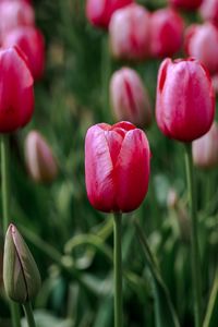 Close-up of red tulip