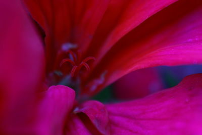 Extreme close up of pink flower