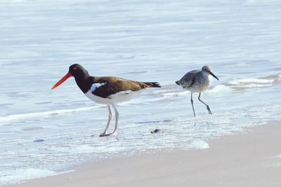 Birds on beach