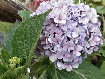 Close-up of purple hydrangea flowers