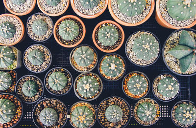 Full frame shot of succulent plants