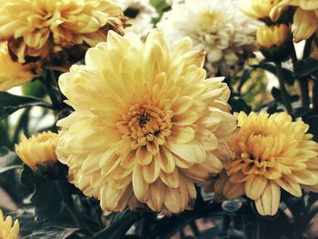 Close-up of yellow flower blooming