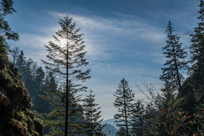 Low angle view of trees in forest against sky