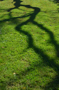 High angle view of sunlight on grass