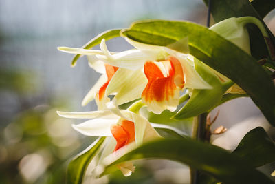 White orchids blooming outdoors