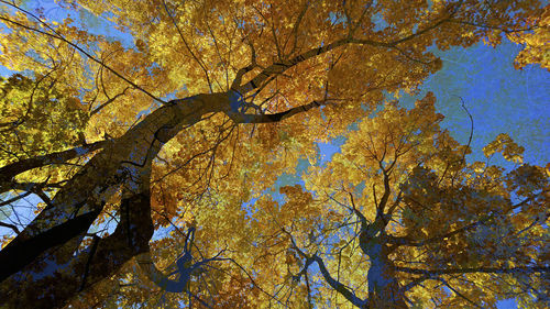 Low angle view of tree against sky