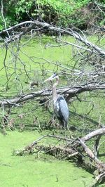 High angle view of gray heron perching on tree