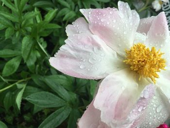 Close-up of pink flower blooming in garden