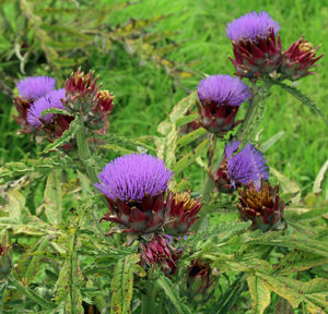 Close-up of purple thistle blooming on field