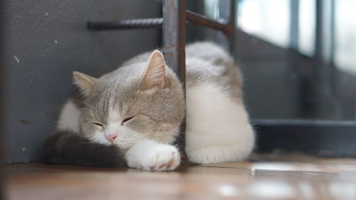 Close-up of a cat sleeping on floor