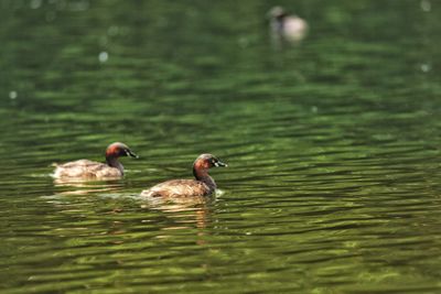 Ducks swimming in lake