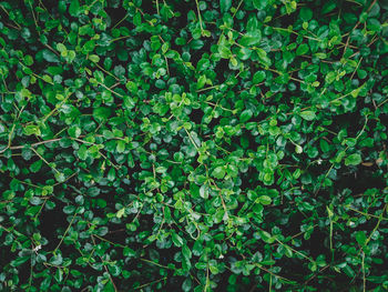 Full frame shot of plants growing on field