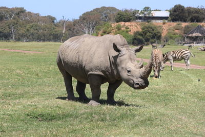 Sheep grazing on field