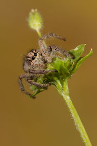 Close-up of spider