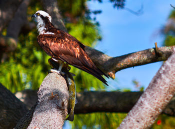 Close-up of eagle perching on tree