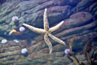 Starfish under water