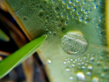 Close-up of insect on water