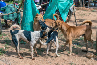 View of dog standing on land