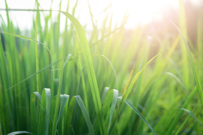 Close-up of fresh green grass in field