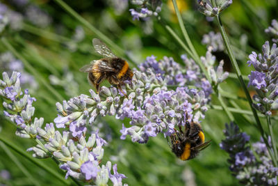 Bee pollinating on flower