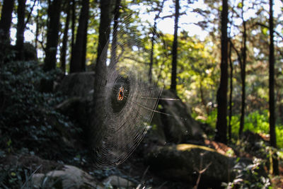 Spider on web against trees in forest