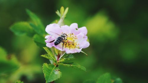 Bee pollinating on flower